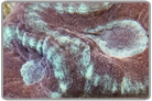 Favia Brain Coral